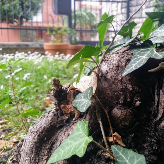 A lean soul. Cabiojinia