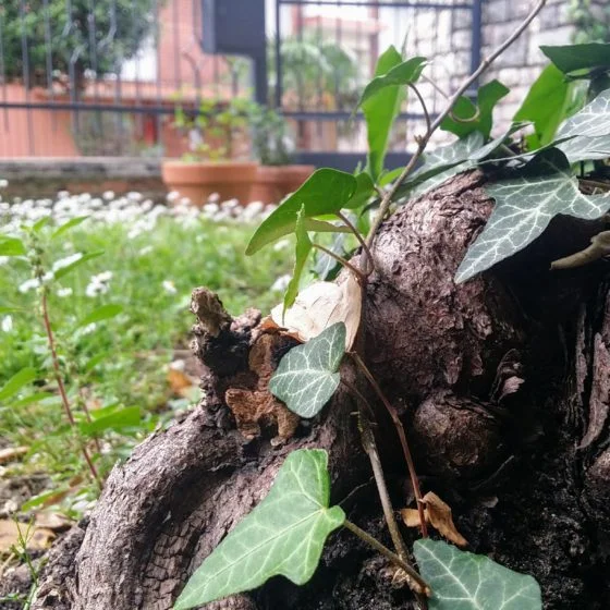 A lean soul. Cabiojinia