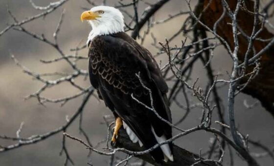 Why you should bless the people that curse you. By Cabiojinia