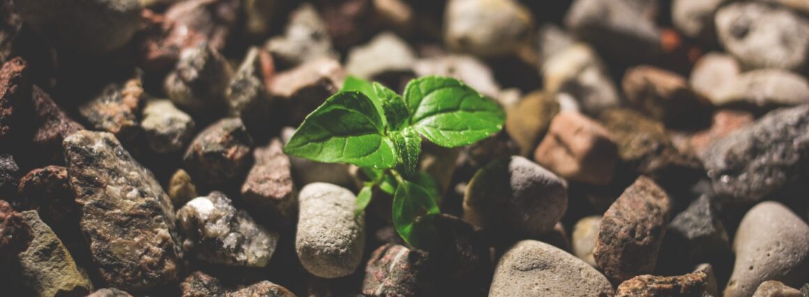 They tried to bury me but didn't know I was a seed. Cabiojinia