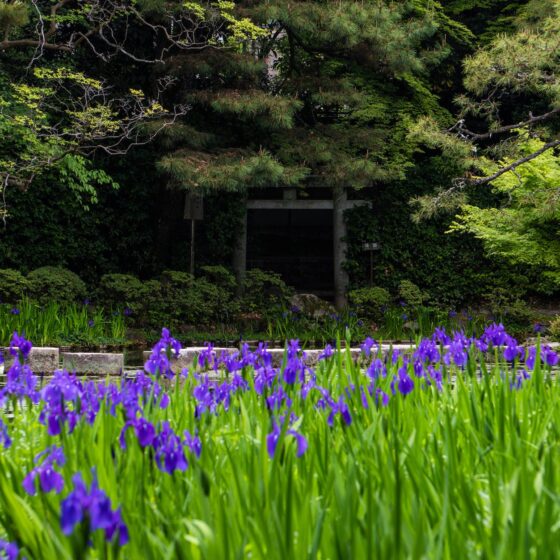 japan garden of silence