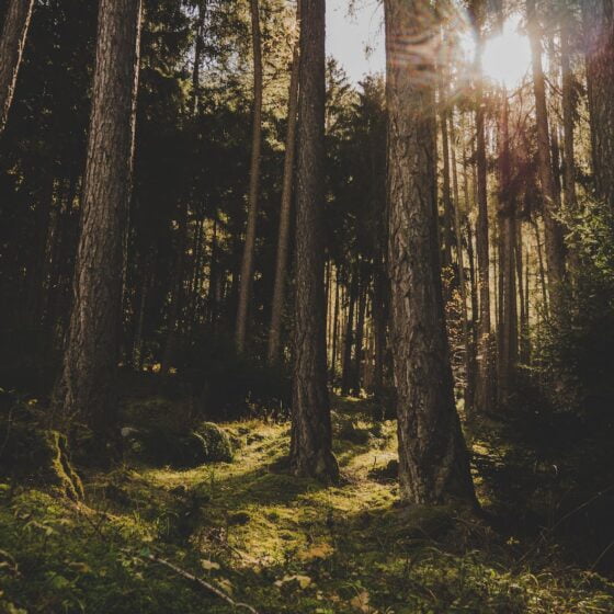 trees