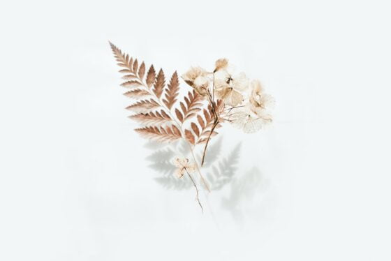 brown fern leaves