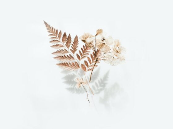 brown fern leaves