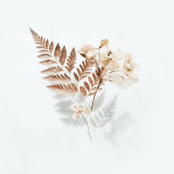 brown fern leaves