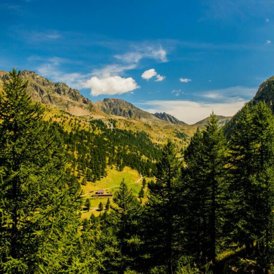 high angle shot of tall green trees on mountain slopes under blue sky