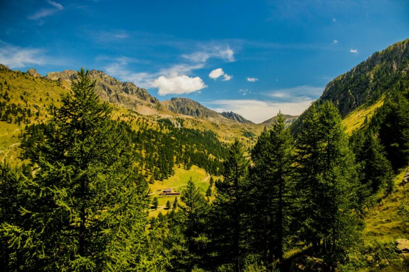 high angle shot of tall green trees on mountain slopes under blue sky
