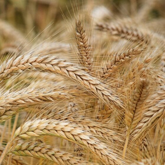 close up of wheat