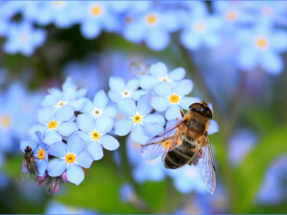 yellow bee on white flower on selective focus photography