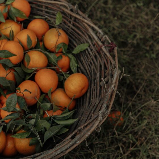 freshly picked mandarins in a basket