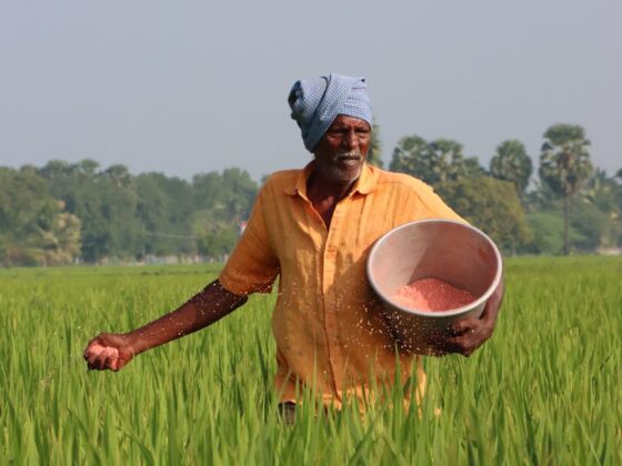 farmer walking on the rice field