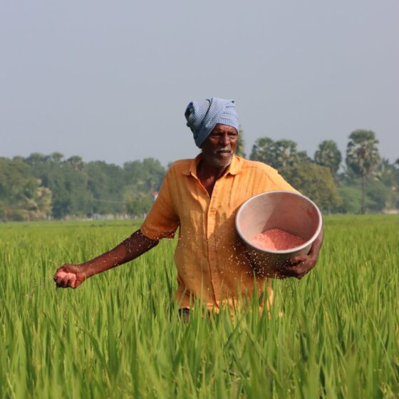 farmer walking on the rice field