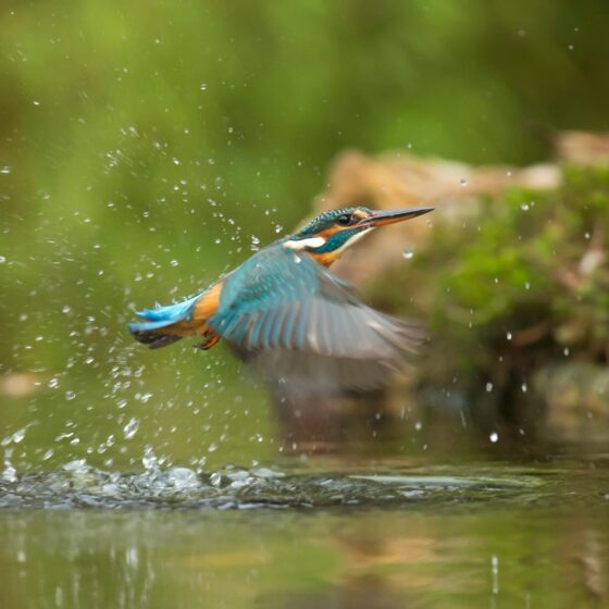 photo of common kingfisher flying above river