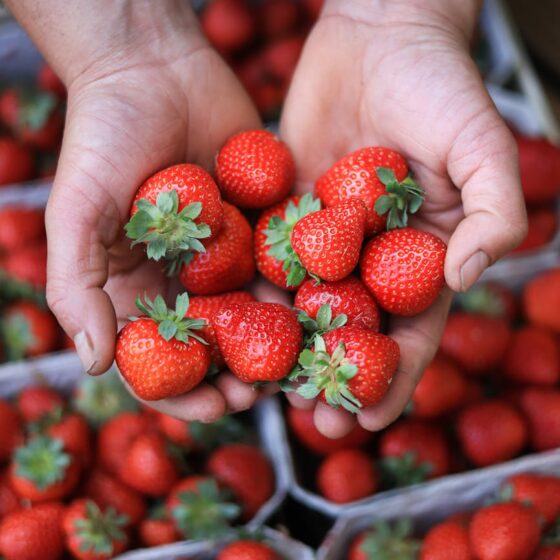 handful of red ripe strawberries