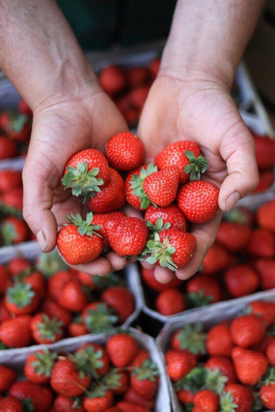 handful of red ripe strawberries