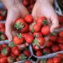handful of red ripe strawberries