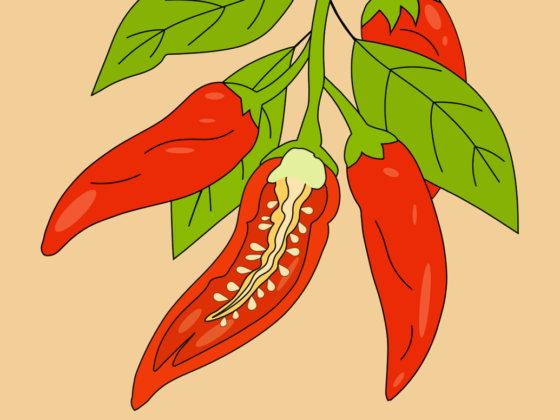 chili, drawing, red, graphic, cartoon, organic, food, vegetable, pepper, spice, hot, colorful, botanical, green, natural, season, agriculture, nature, chili pepper, agricultural