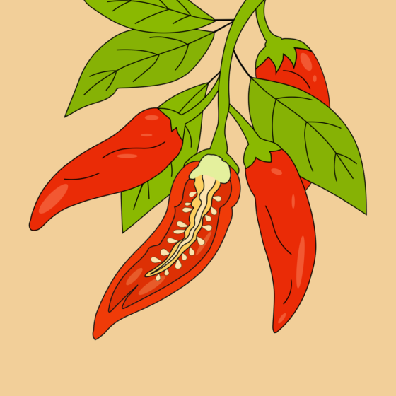 chili, drawing, red, graphic, cartoon, organic, food, vegetable, pepper, spice, hot, colorful, botanical, green, natural, season, agriculture, nature, chili pepper, agricultural