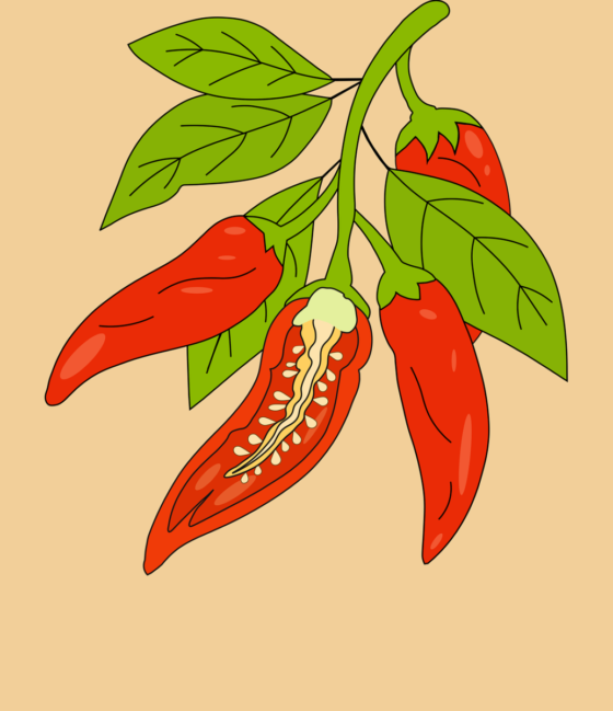 chili, drawing, red, graphic, cartoon, organic, food, vegetable, pepper, spice, hot, colorful, botanical, green, natural, season, agriculture, nature, chili pepper, agricultural