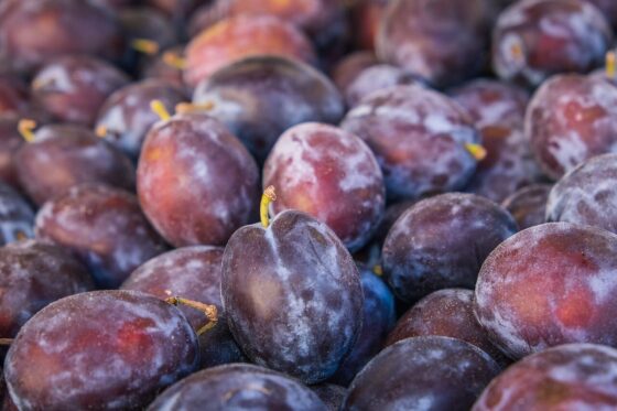 fresh fruit, plums, purple color, pile of fruit, fresh harvest, agriculture, fresh vitamin, natural foods, pesticide-free fruit, seasonal fruit, food market, agricultural produce, fruit stall, natural products, nutritional value, natural antioxidants, organic fruit, healthy lifestyle, vitamin c, agriculture activity, local produce