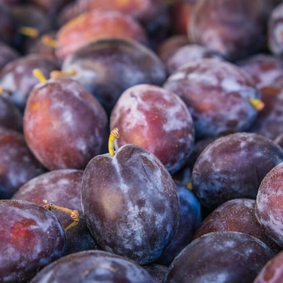 fresh fruit, plums, purple color, pile of fruit, fresh harvest, agriculture, fresh vitamin, natural foods, pesticide-free fruit, seasonal fruit, food market, agricultural produce, fruit stall, natural products, nutritional value, natural antioxidants, organic fruit, healthy lifestyle, vitamin c, agriculture activity, local produce