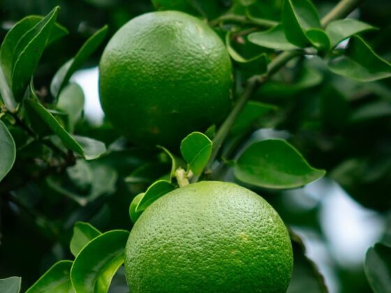 Close-up of vibrant green oranges hanging from a tree in Argentina's lush environment.
