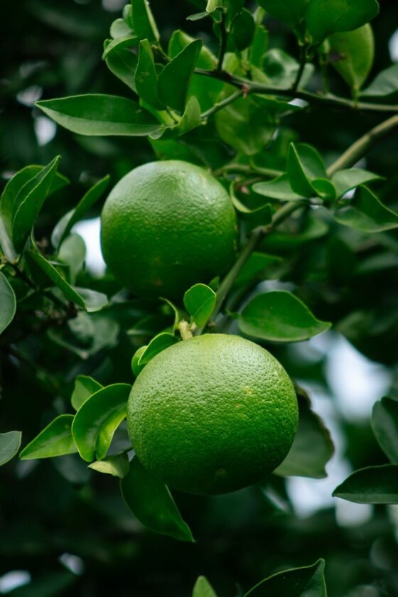 Close-up of vibrant green oranges hanging from a tree in Argentina's lush environment.