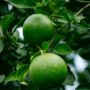 Close-up of vibrant green oranges hanging from a tree in Argentina's lush environment.