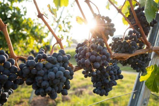 Clusters of dark purple grapes hanging on a vine in golden light