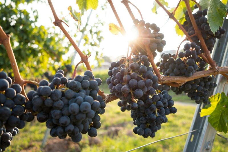 Clusters of dark purple grapes hanging on a vine in golden light