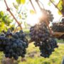 Clusters of dark purple grapes hanging on a vine in golden light