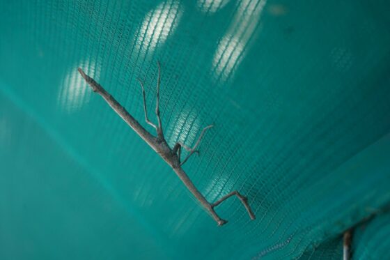 A brown stick insect on a textured teal mesh surface