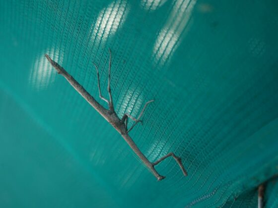 A brown stick insect on a textured teal mesh surface