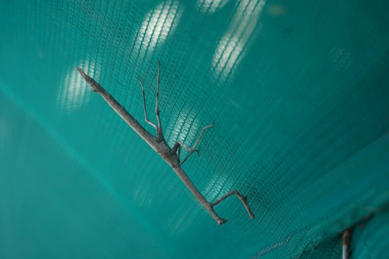A brown stick insect on a textured teal mesh surface