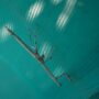 A brown stick insect on a textured teal mesh surface